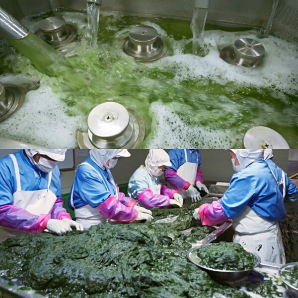 STAR PLANET SHOP,[완도산] 싱싱두툼 오세경 어부 완도 매생이 톡 세척 매생이 블럭 20팩